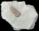 Prone Flexicalymene Trilobite In Shale - Ohio #52202-1